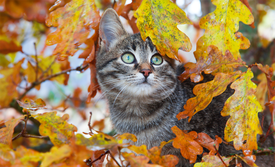 Tiger cat in a tree in autumn
