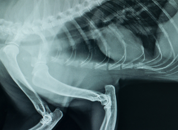 Digital x-ray of a cat's chest and abdomen'