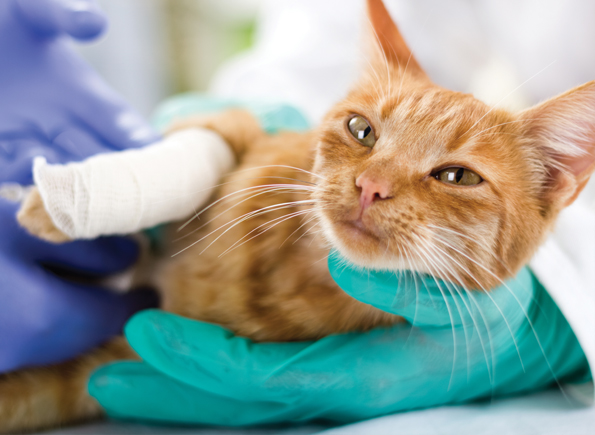 Orange cat after surgery