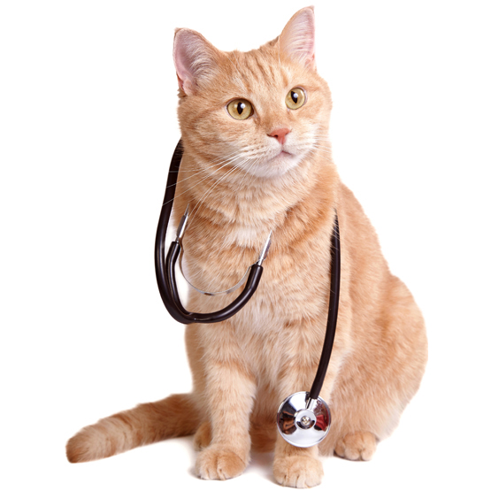 Orange cat with stethoscope