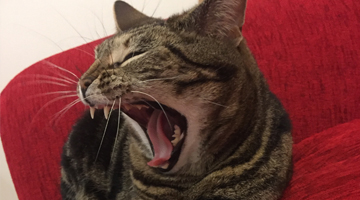 Tiger cat yawning on red couch