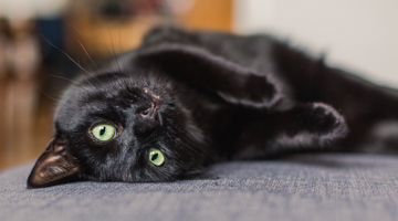 Black cat on its back