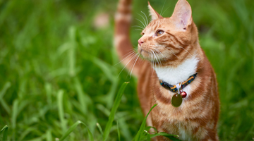 Orange cat in tall grass