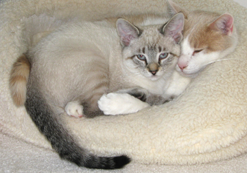 Two cats snuggling on a cat bed